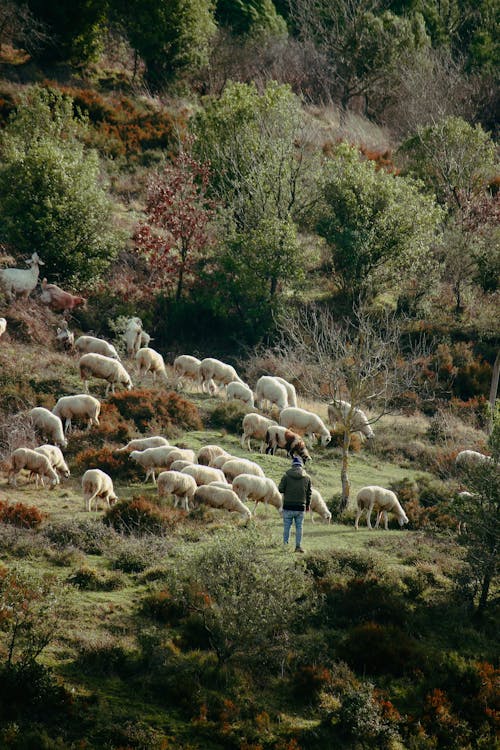 Darmowe zdjęcie z galerii z owca, pasterz, pastwisko