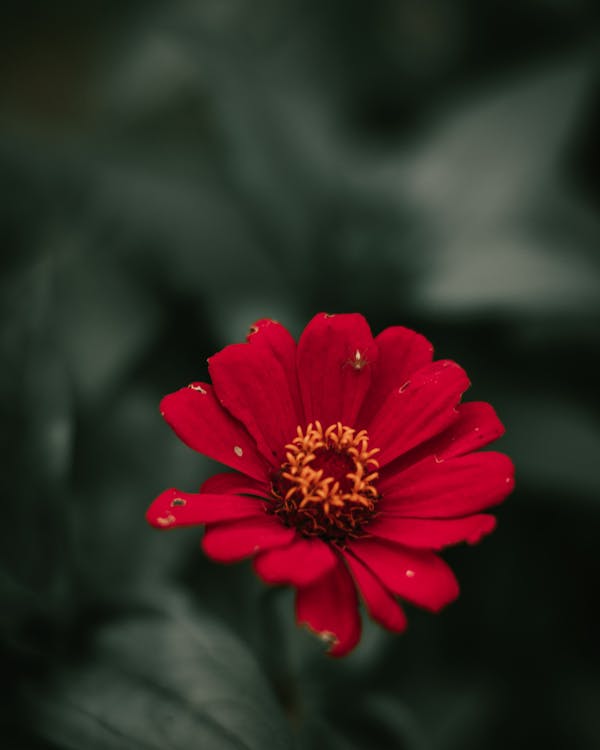 Foto Del Primo Piano Del Fiore Rosso