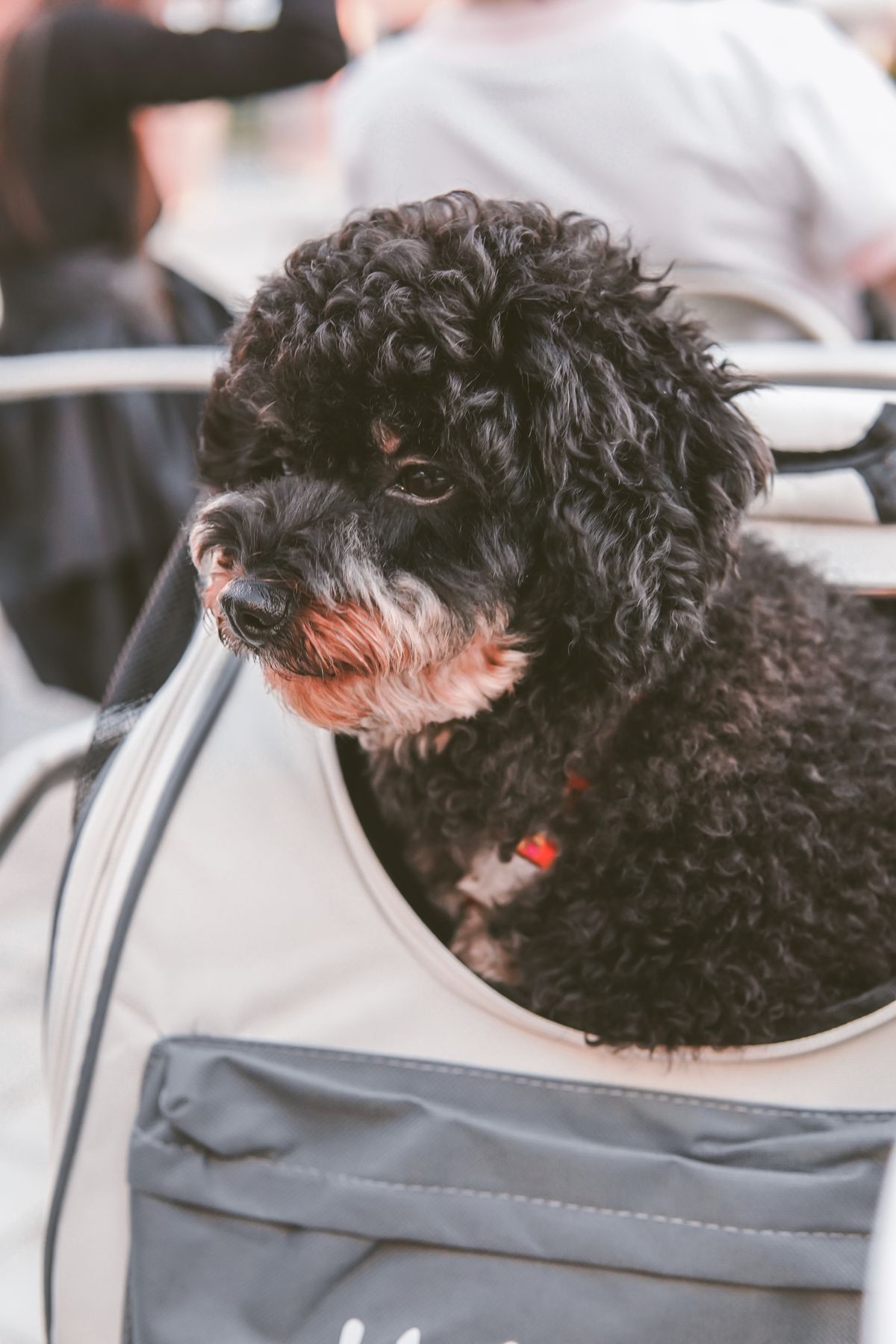 Pet travelling safely with Jimmy Pet Transport