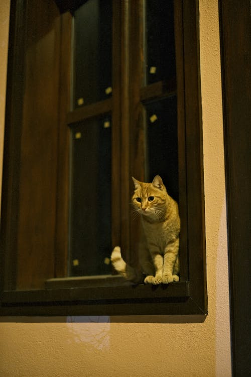 Little Cat in a Window