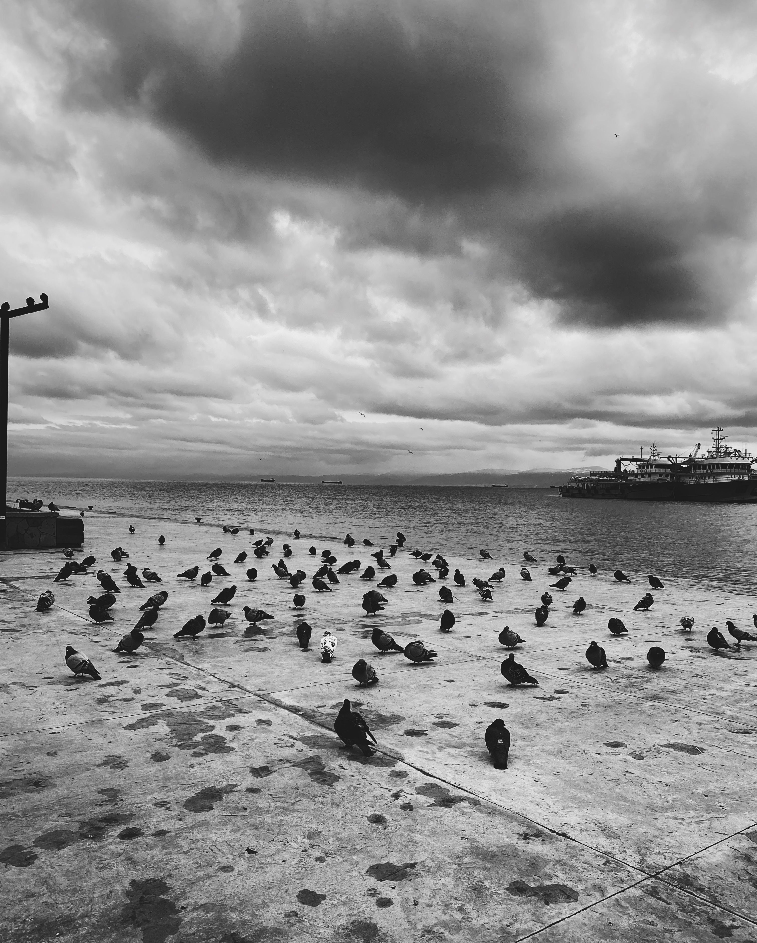 Flock of Birds by the Sea in Black and White · Free Stock Photo