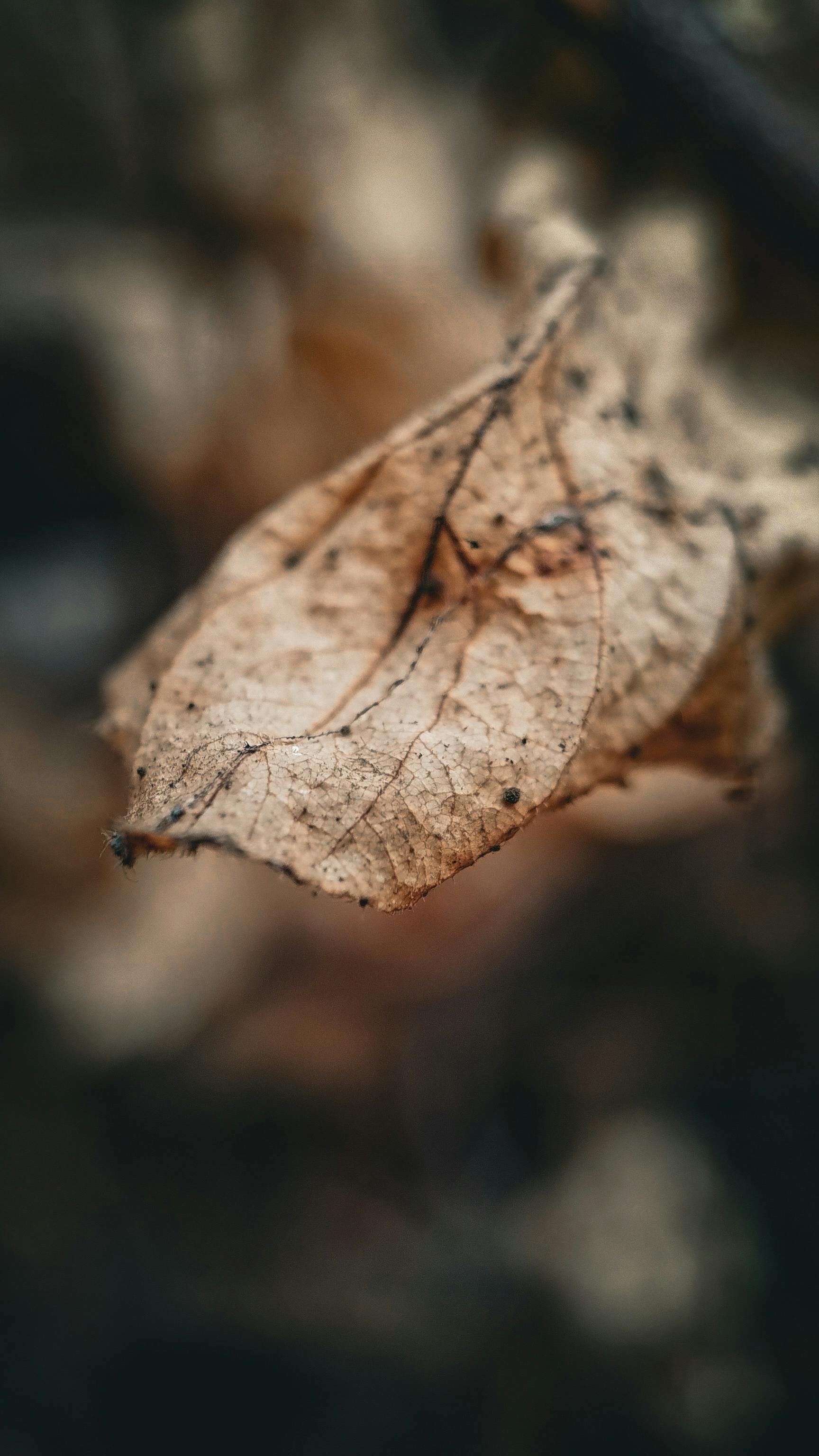 Autumn Leaf Photos, Download The BEST Free Autumn Leaf Stock Photos ...