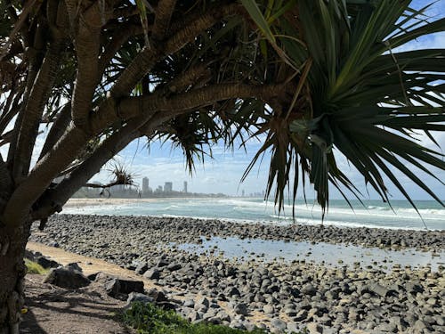 Palm by the Rocky Beach 