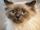 ragdoll cat