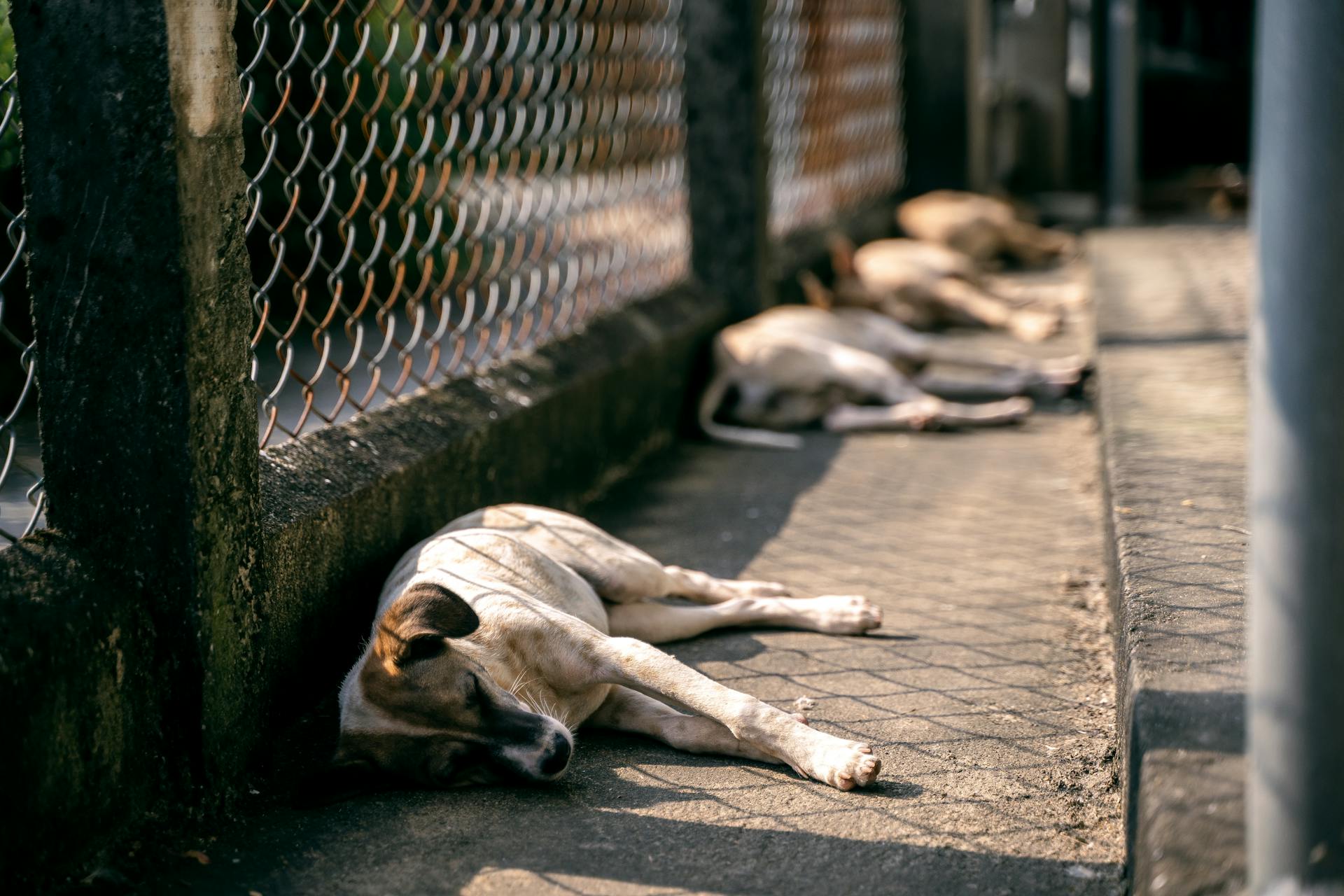 Dogs Sleeping along a Chainlink Fence