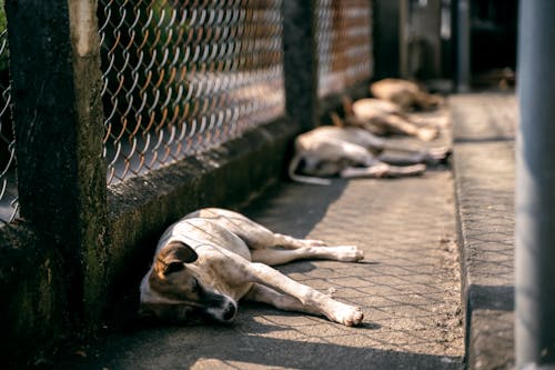 Free Dogs Sleeping along a Chainlink Fence Stock Photo