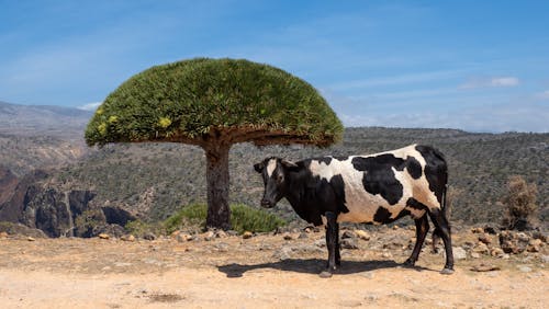 Cow near Socotra Dragon Tree