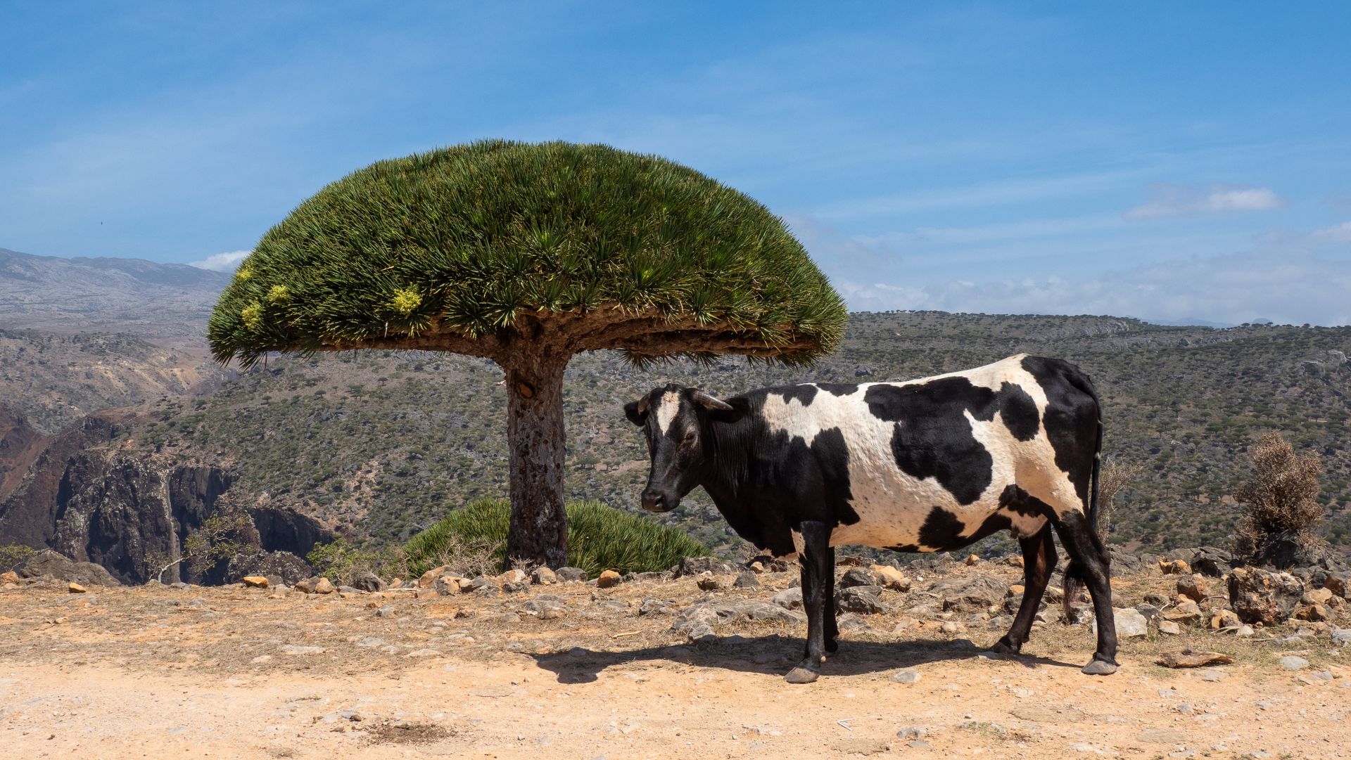 Cow near Socotra Dragon Tree