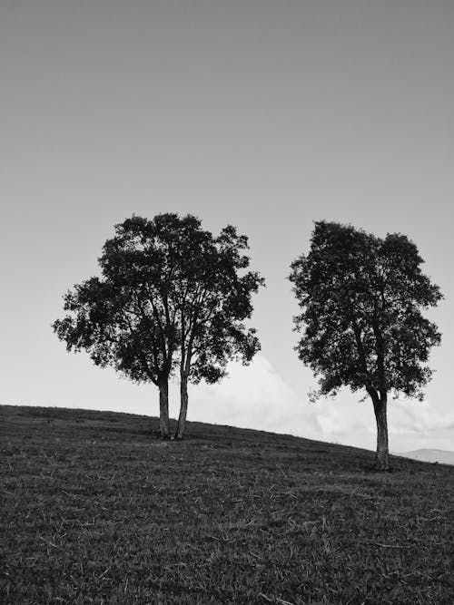 Two Trees on a Grassy Hill