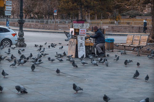 Street Vendor of Birds Food