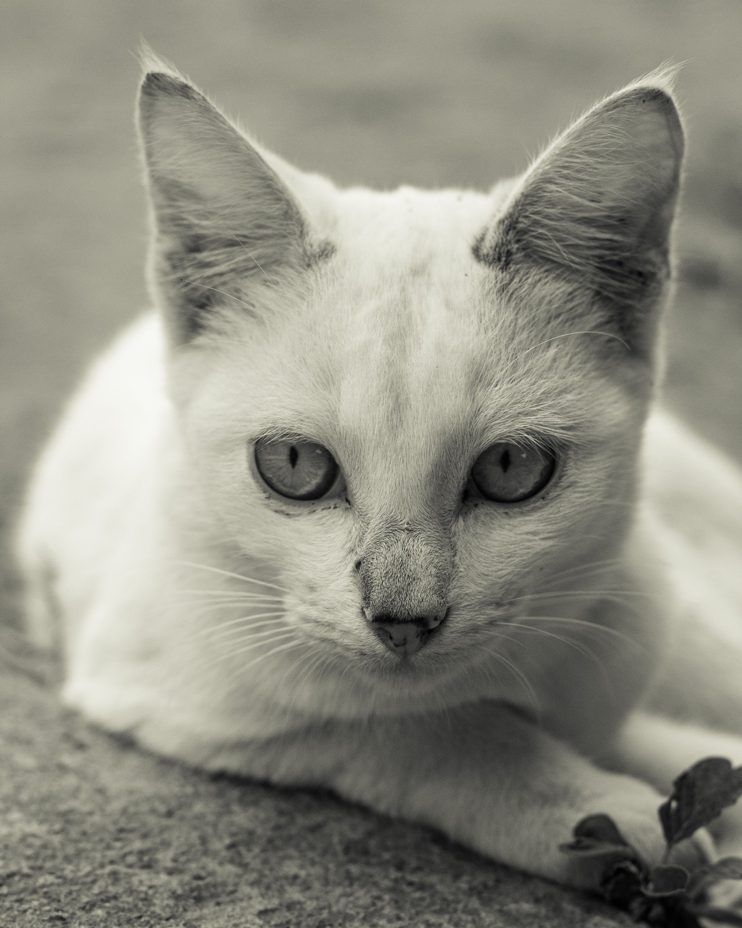 Portrait of Cat in Black and White · Free Stock Photo