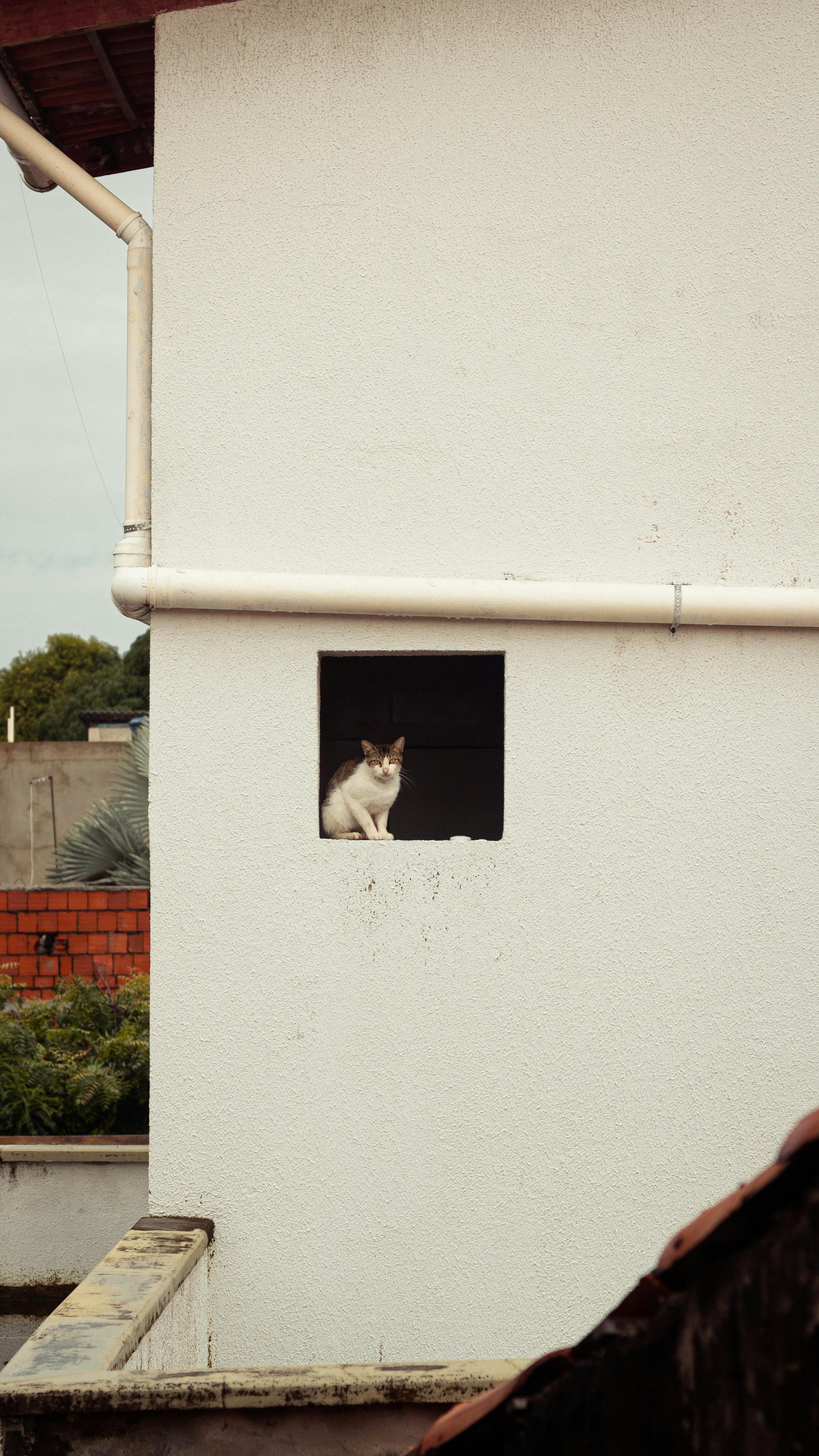 A cat sitting in a small window of an urban building's white wall, offering a serene city view.
