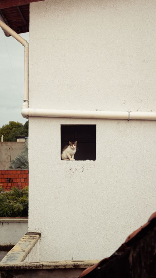Free A cat sitting in a small window of an urban building's white wall, offering a serene city view. Stock Photo