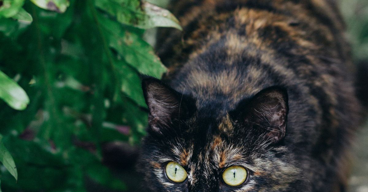 Sneaking Cat Reference Funny Sneaking Cat · Free Stock Photo