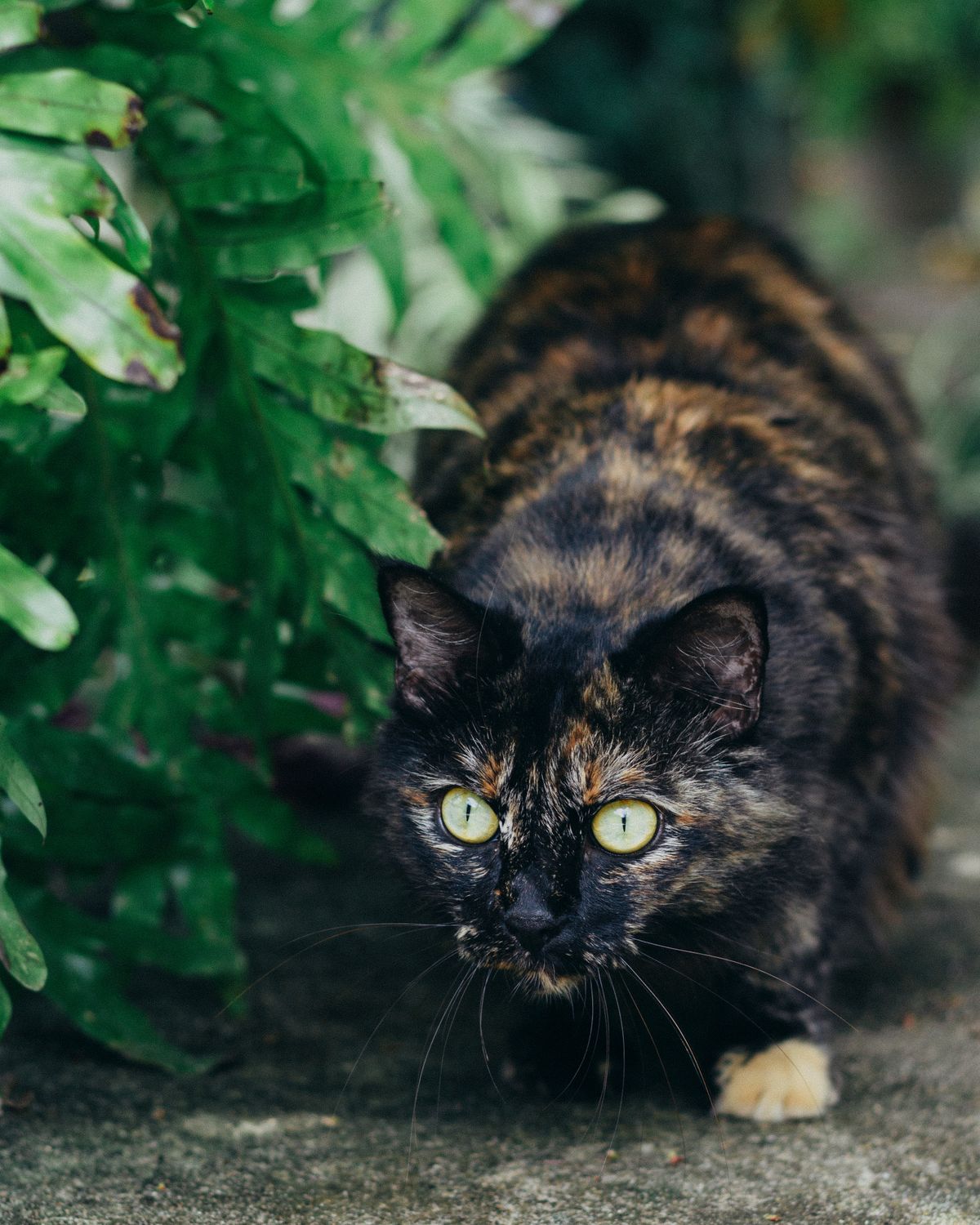 Sneaking Cat Reference Funny Sneaking Cat · Free Stock Photo