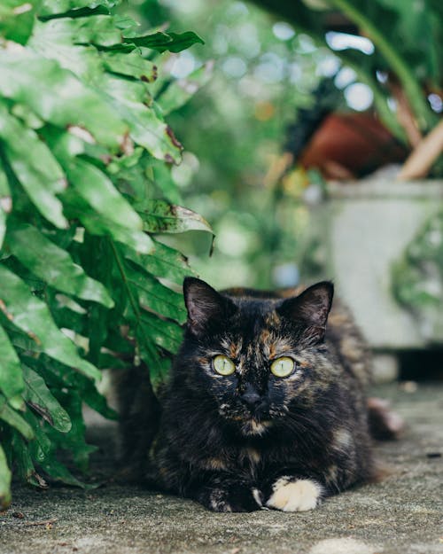 Black Cat Lying Down on Ground