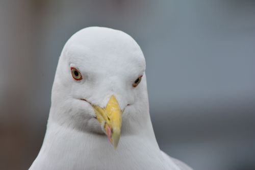 Free Detailed close-up image of a seagull showcasing its white feathers and intense gaze. Stock Photo