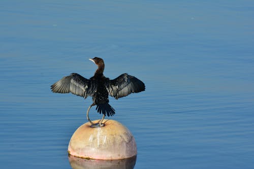 Cormorant on Buoy on Sea