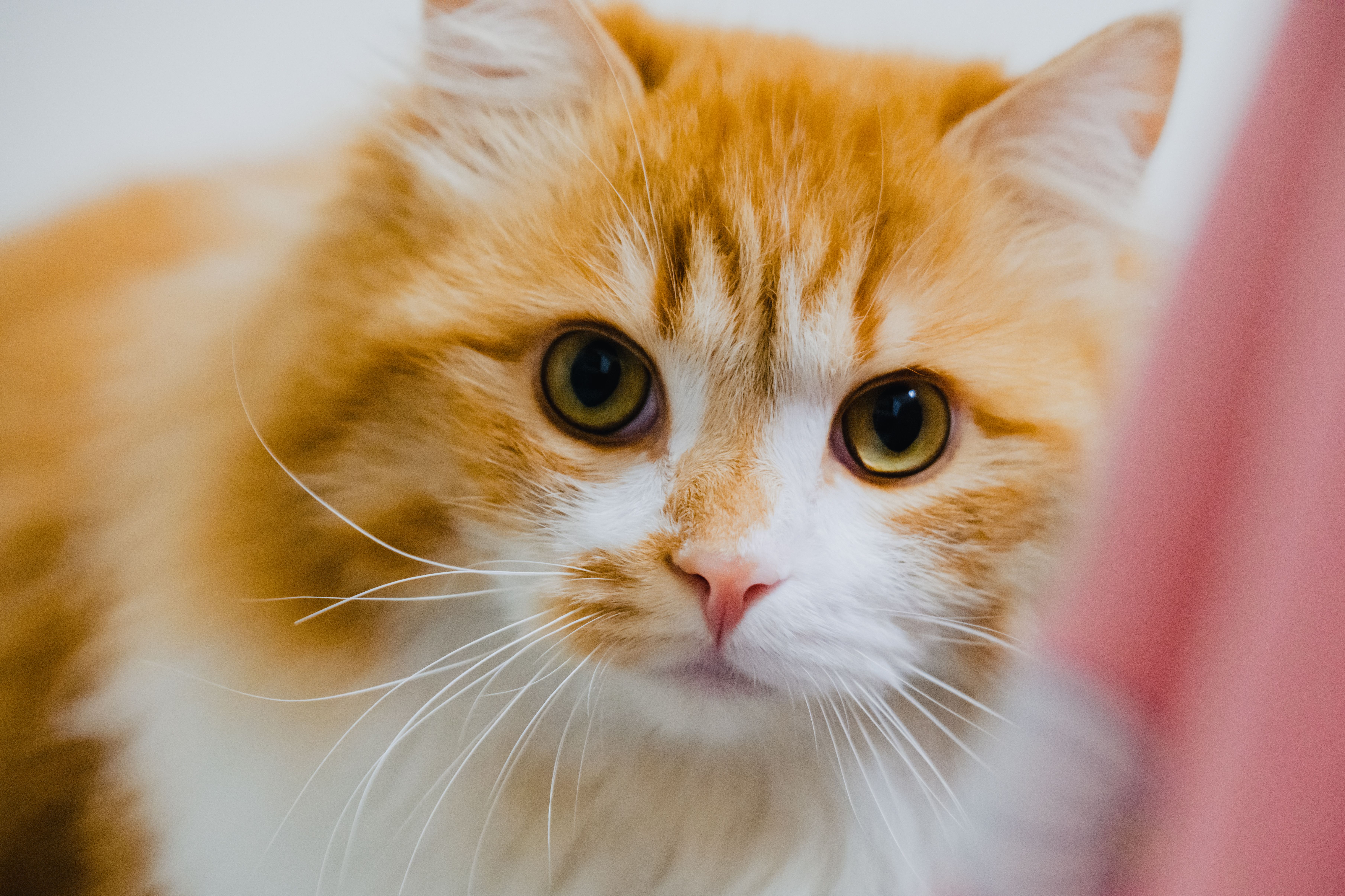A cat undergoing diagnostic blood testing at a veterinary clinic