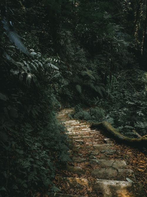 Free Moss-covered stone steps lead through a lush, dense forest creating a serene and mysterious atmosphere. Stock Photo