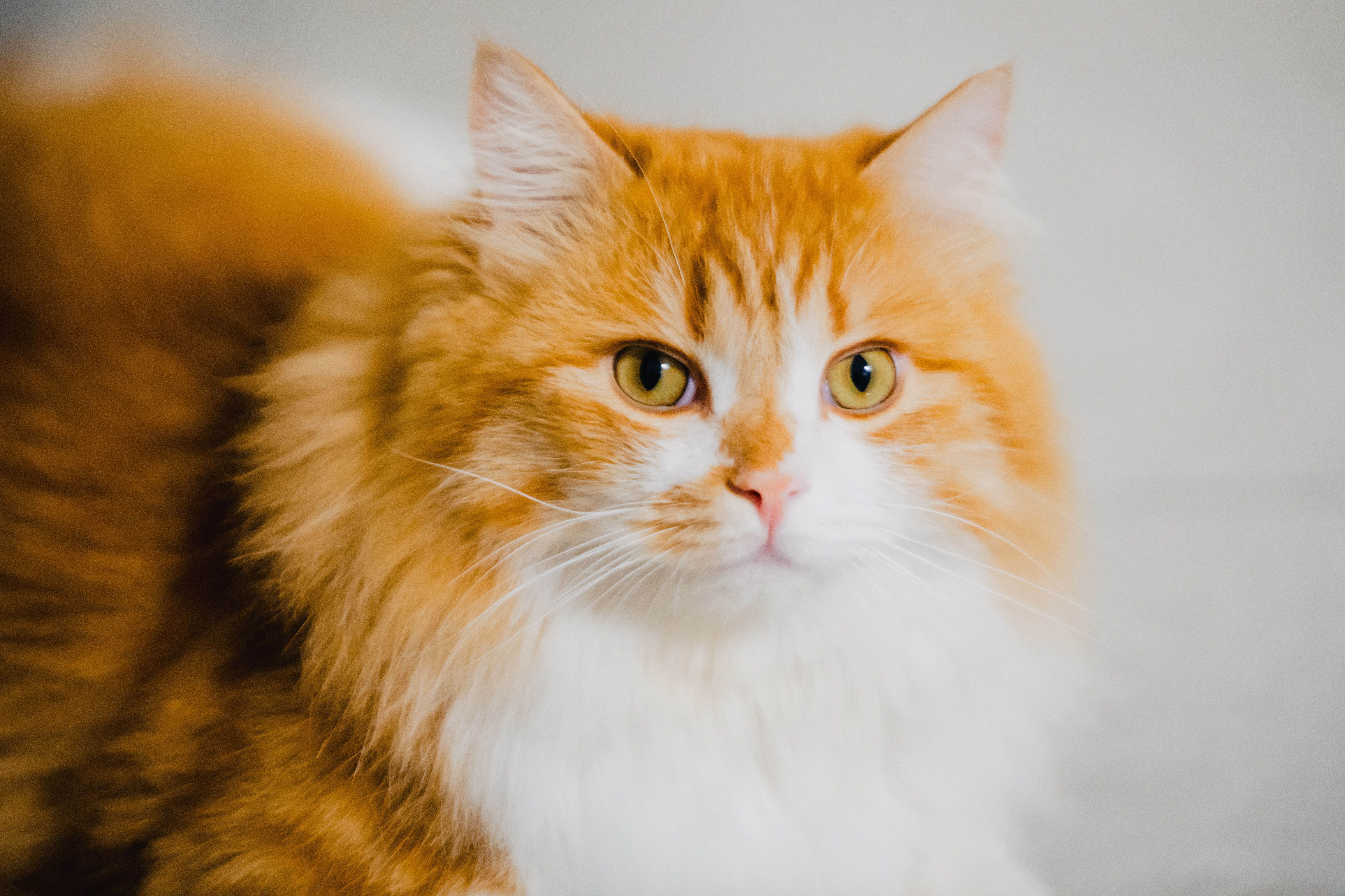 A Fluffy Orange And White Cat With Long Hair Free Stock Photo