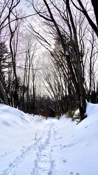 A serene snow-covered path in a tranquil Nagano forest during winter.