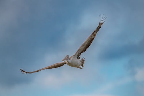 Kostenloses Stock Foto zu fliegen, flügel, himmel