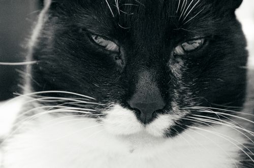 Free stock photo of cat, close-up, kitty Stock Photo