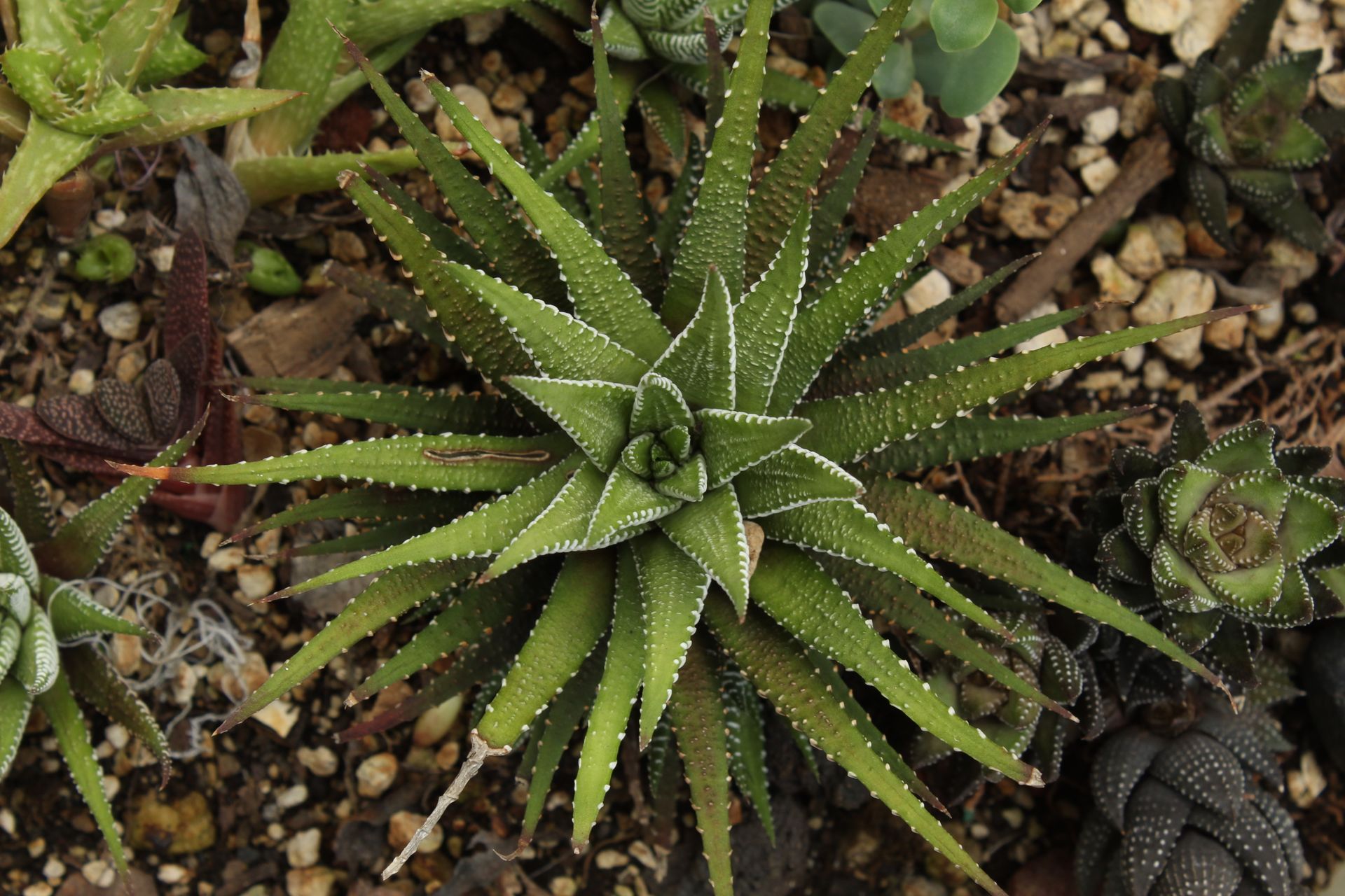 Top view of a Haworthiopsis attenuata in a rock garden in Xalapa, Mexico.