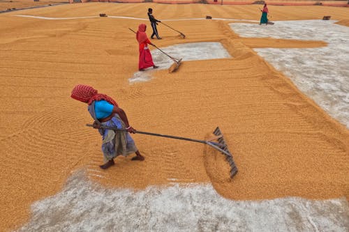 Woman Pulling a Rake over Drying Rice