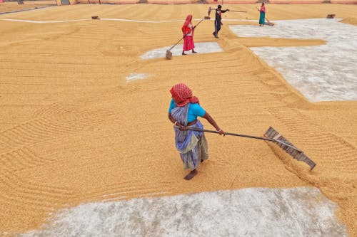 Woman Spreading Rice Around the Drying Yard