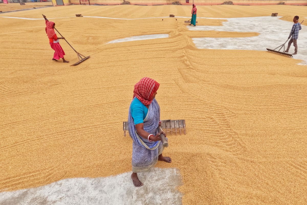 Workers drying rice grain at a mill in eastern India, representing Arrah's Bhojpur rice trade