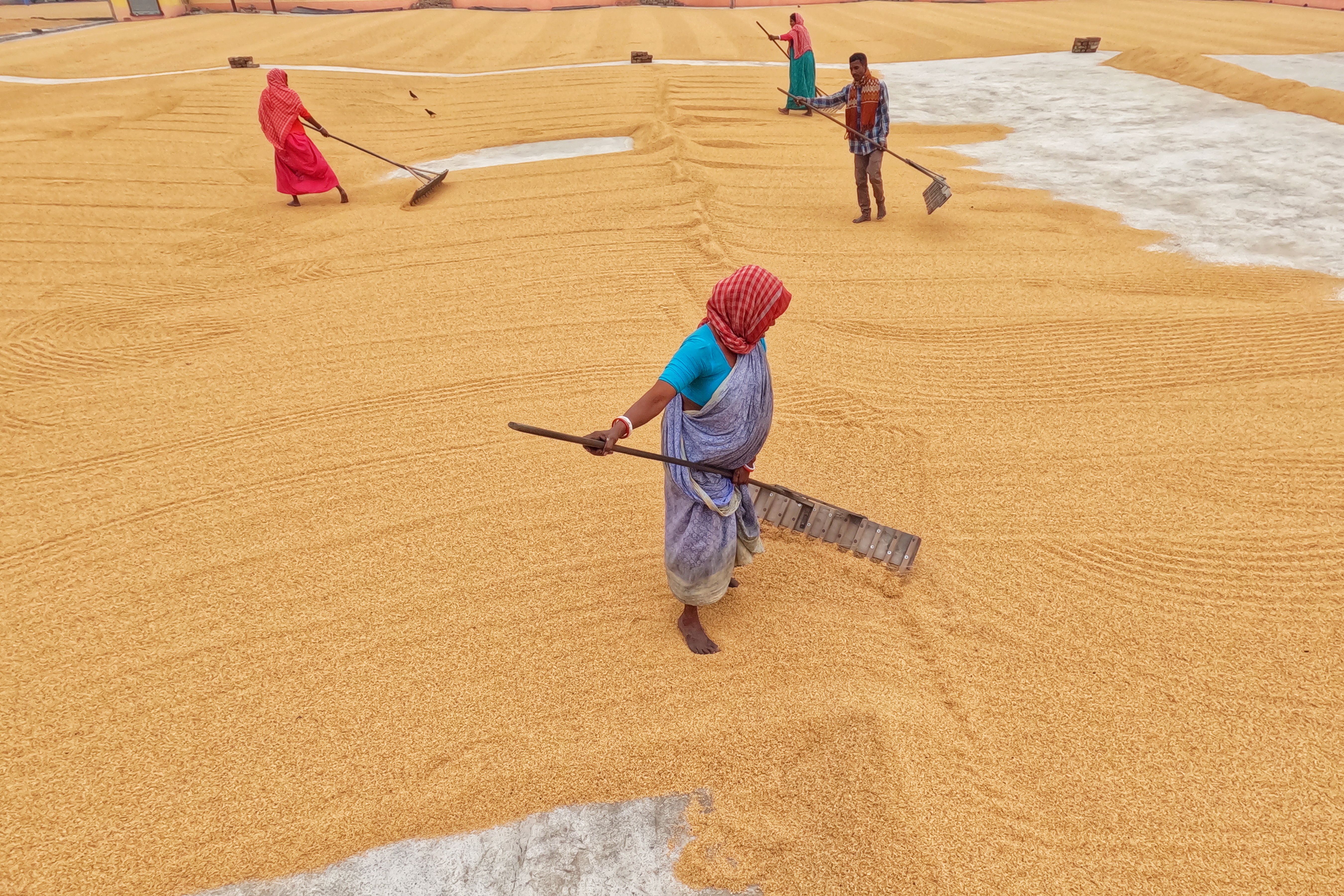 Farmers Raking Rice in the Square · Free Stock Photo