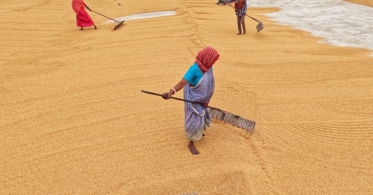 Farmers Raking Rice in the Square · Free Stock Photo