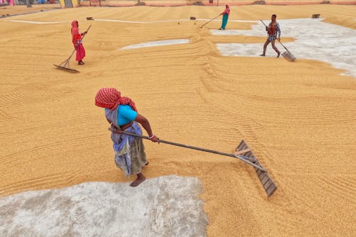 Farmers Spreading Paddy Around the Drying Yard