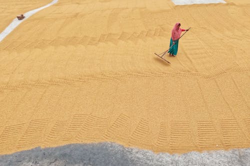 Woman with a Rake in the Middle of a Rice Drying Yard