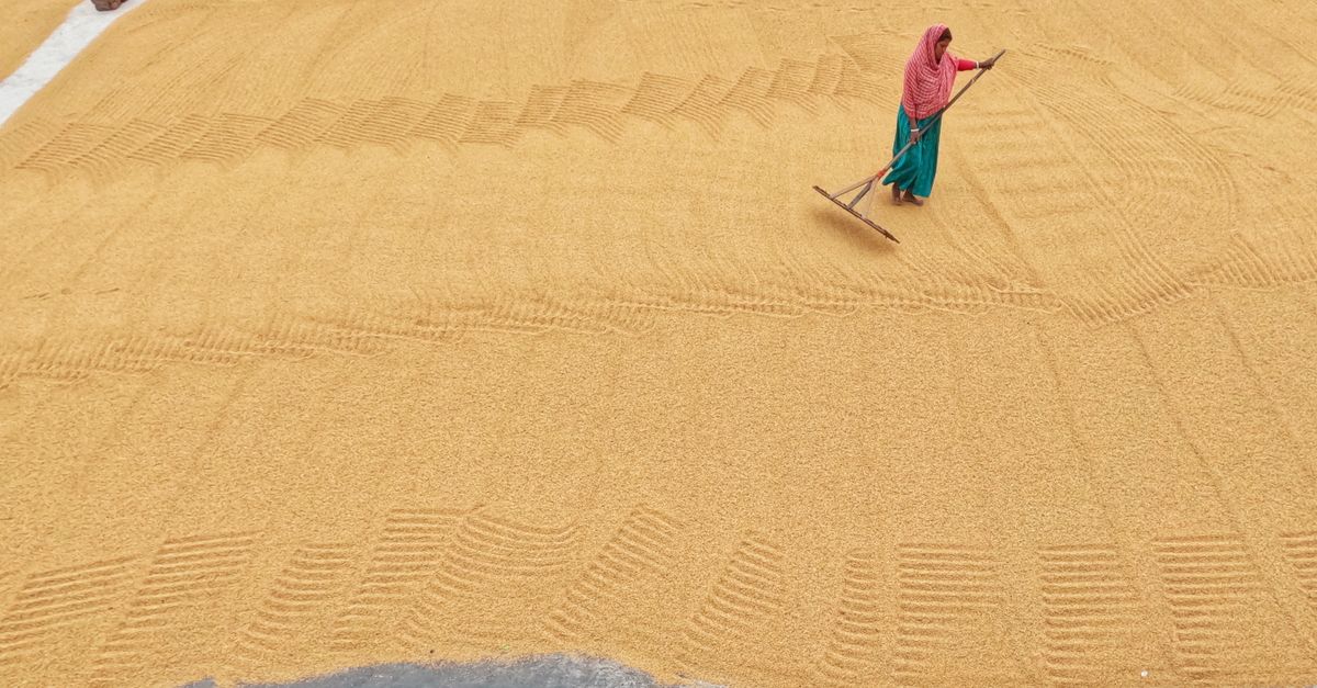 Woman with a Rake in the Middle of a Rice Drying Yard · Free Stock Photo