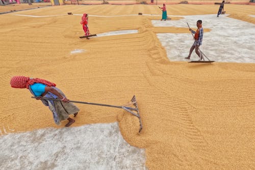 Spreading Rice with a Rakes in the Drying Yard