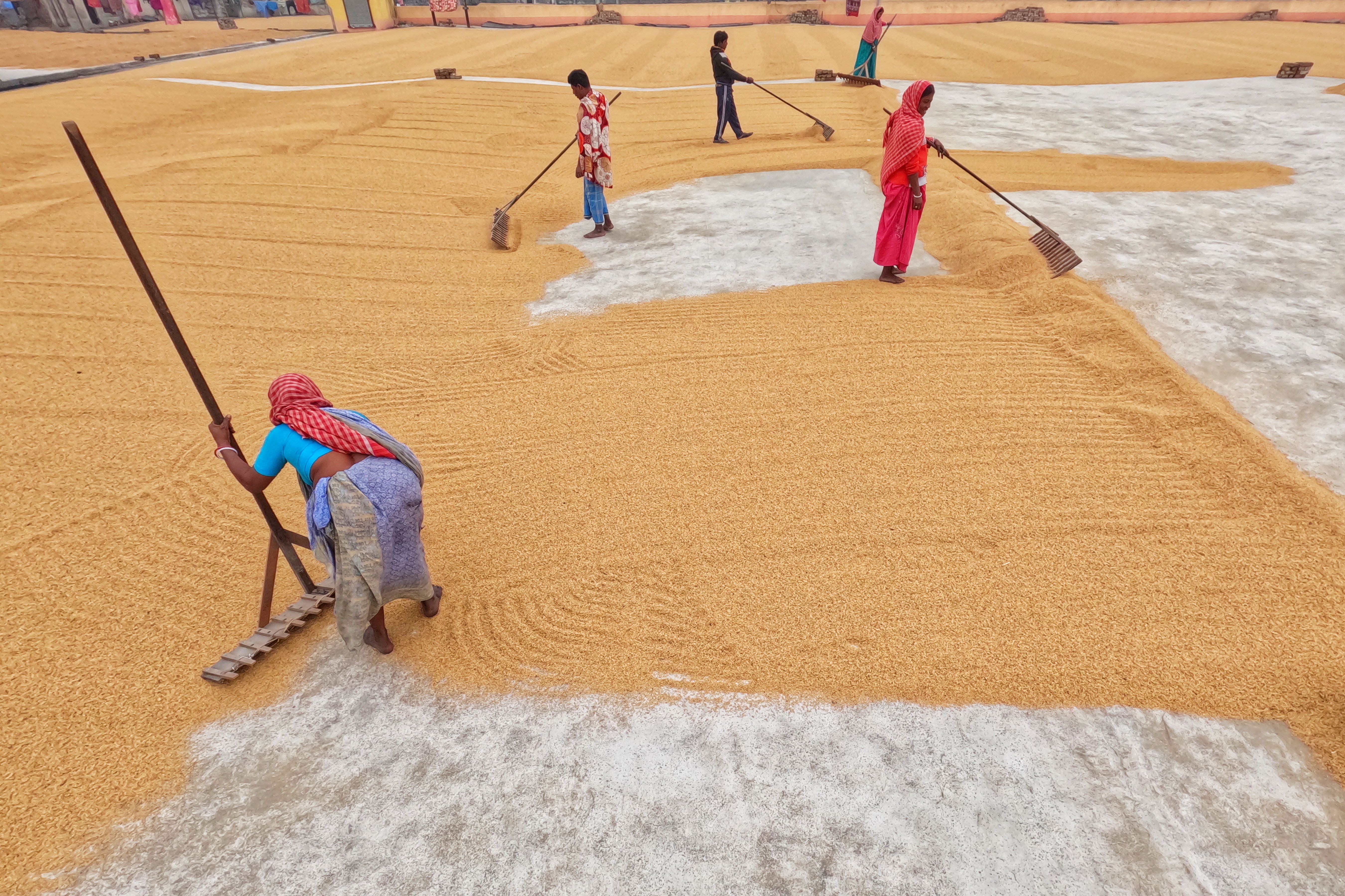 People Working in the Rice Drying Yard · Free Stock Photo