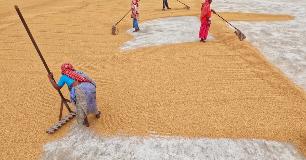People Working in the Rice Drying Yard · Free Stock Photo