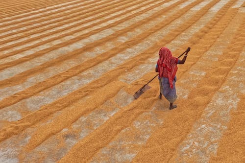 Aerial View of a Woman Manually Spreading Rice to Dry 