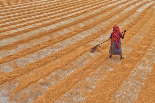 Woman Piling Up Rice on Drying Yard