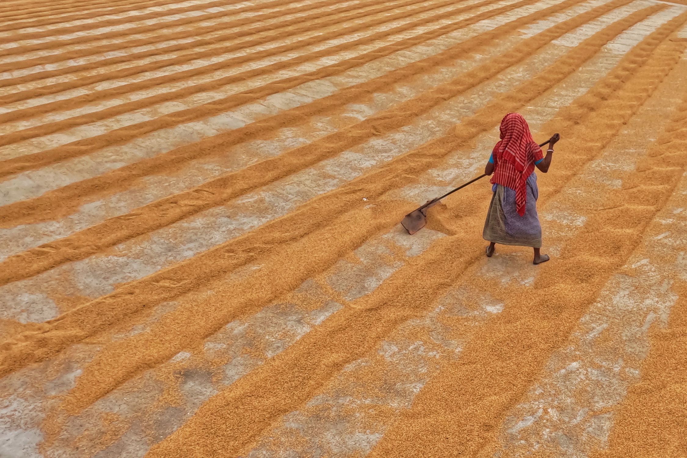 Yard Rice Woman Piling Up Rice on Drying Yard · Free Stock Photo
