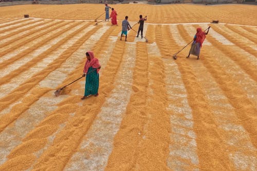 Farmers Piling Up Drying Rice