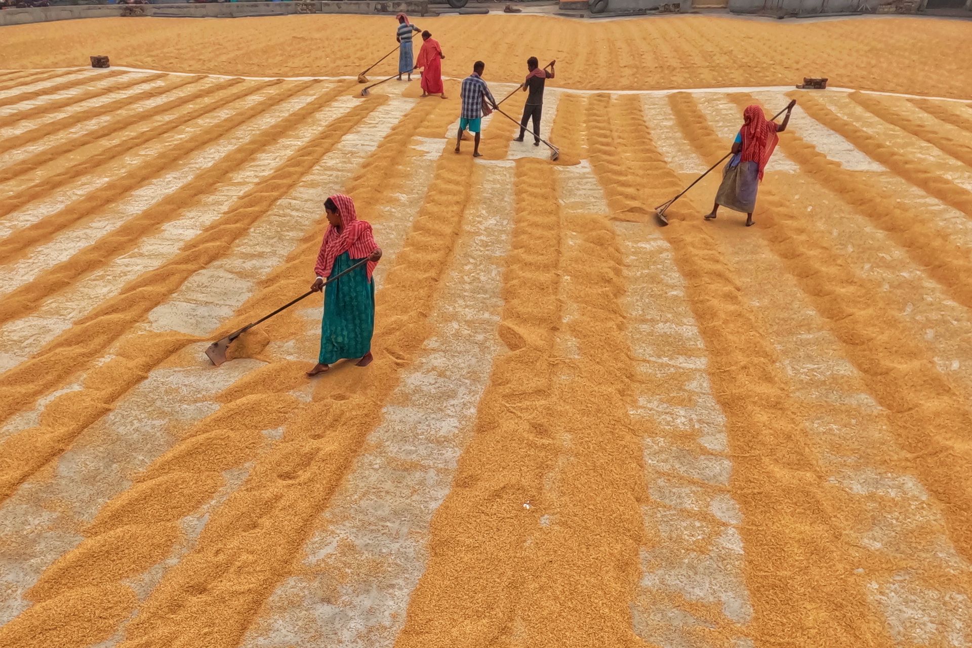 Farmers Piling Up Drying Rice
