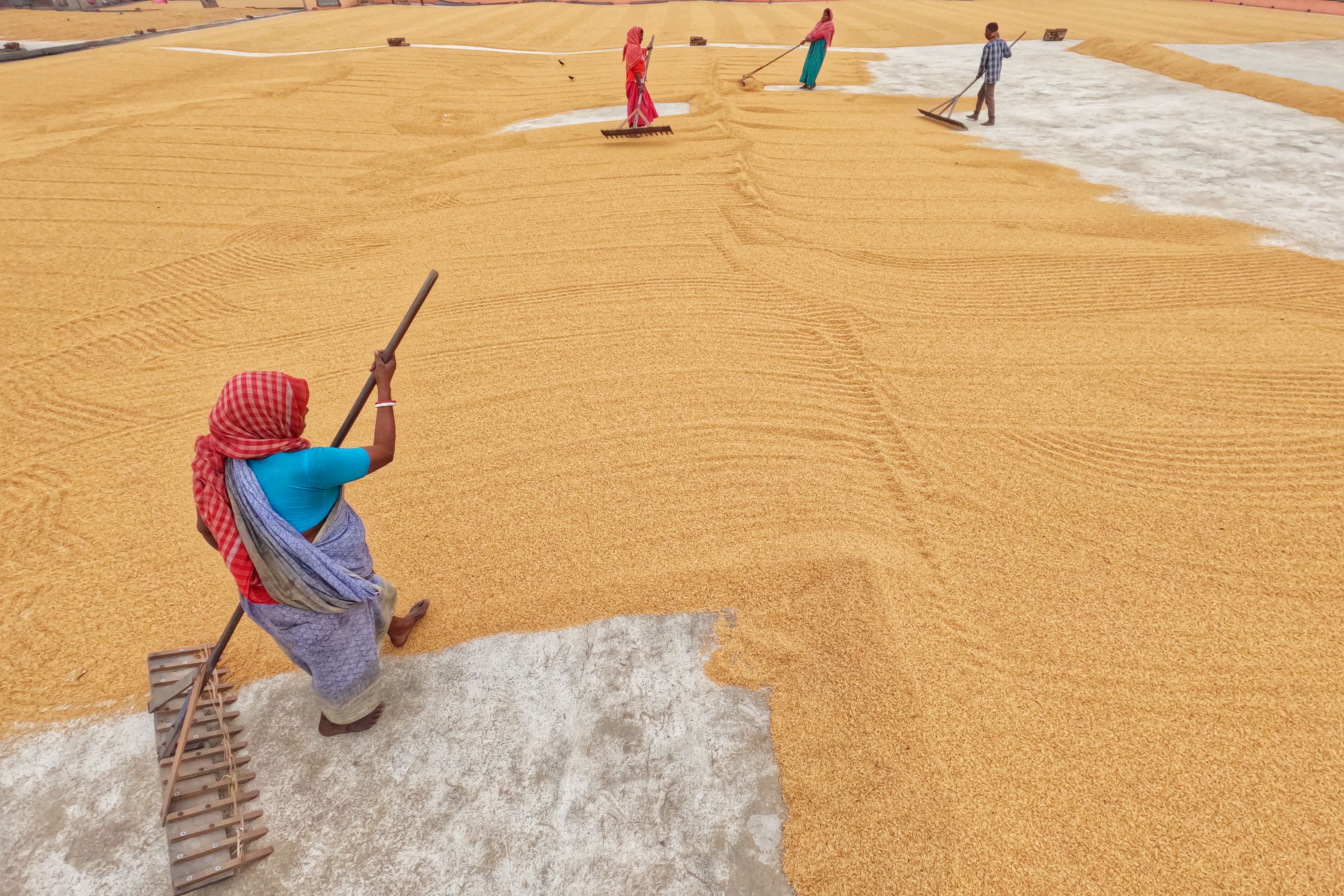 Farmers with Rakes on Rice Drying Yard · Free Stock Photo
