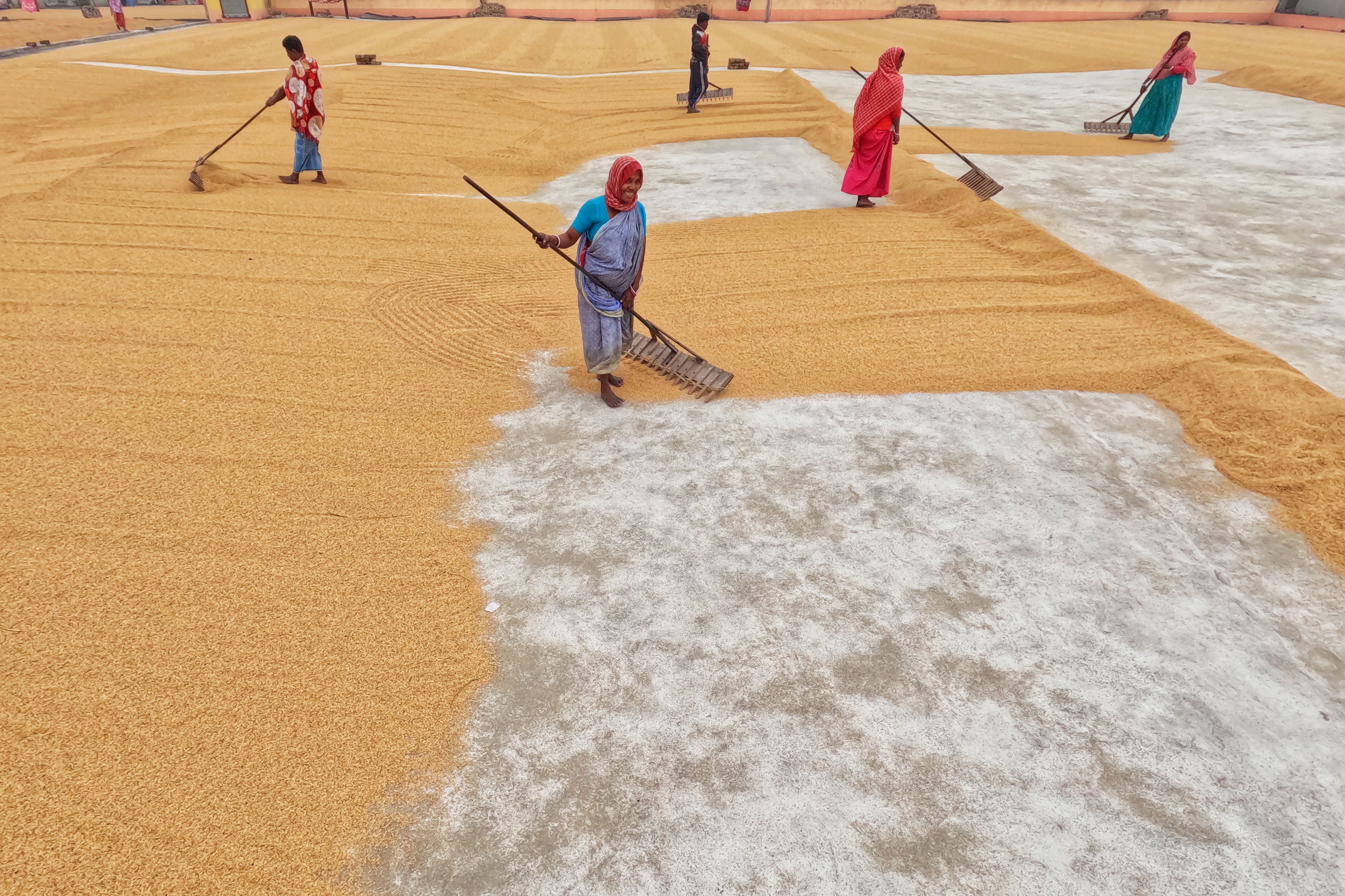 Raking Rice for Drying · Free Stock Photo