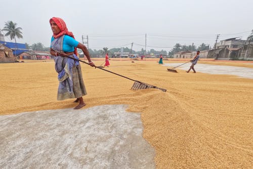 View of People Manually Spreading Rice to Dry 