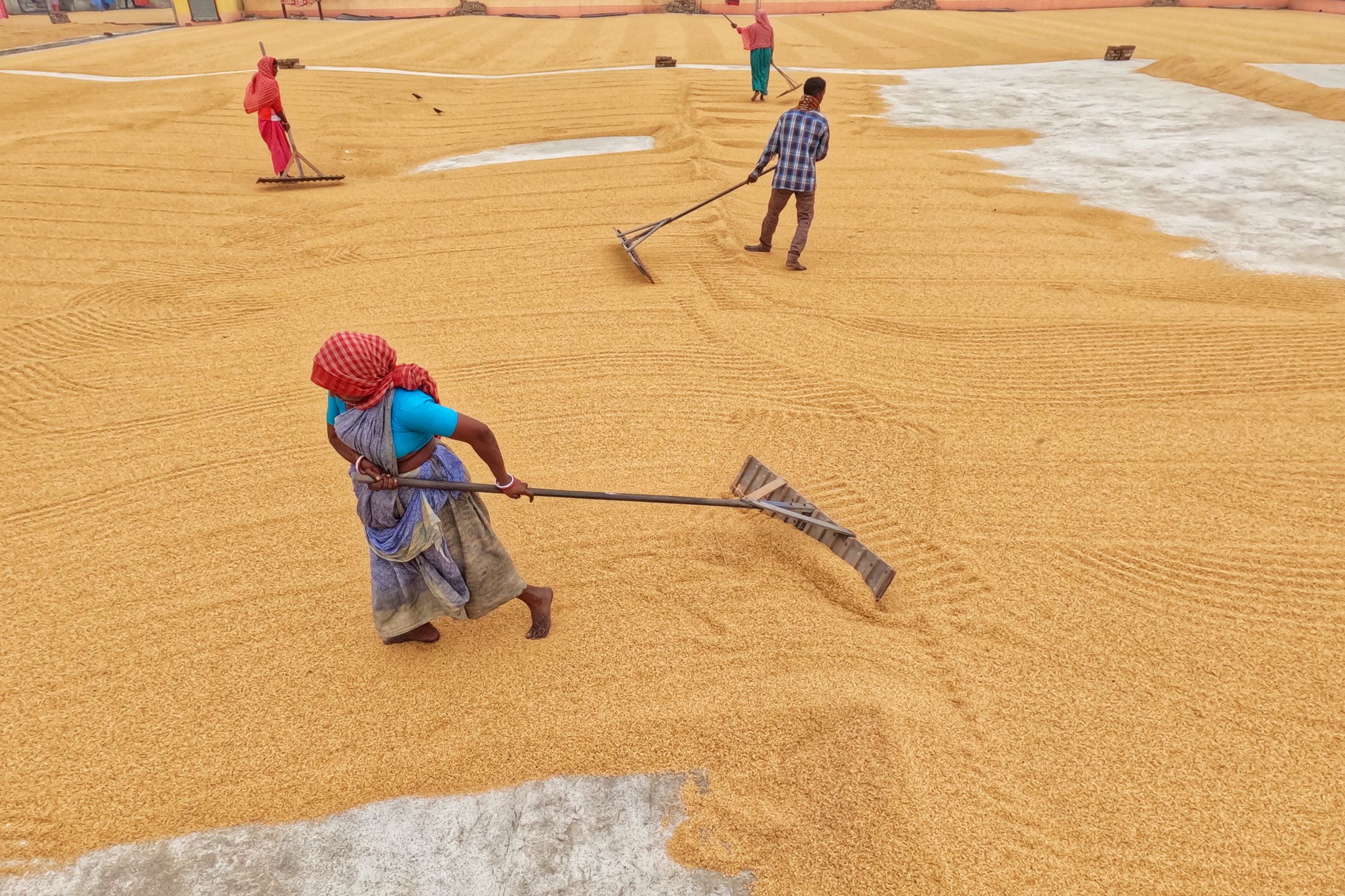 People Doing Rice Photo of People Manually Spreading Rice to Dry · Free Stock Photo
