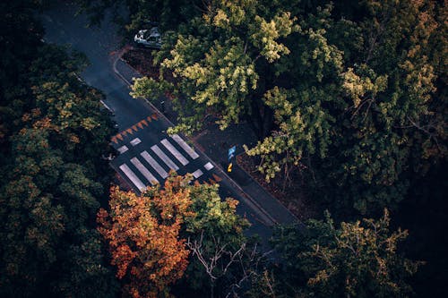 An aerial view of a crosswalk in the middle of a forest